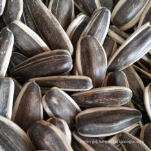 New Crop Sunflower Seeds with Big Size